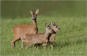 <p>SRNEC OBECNÝ (Capreolus capreolus)</p>